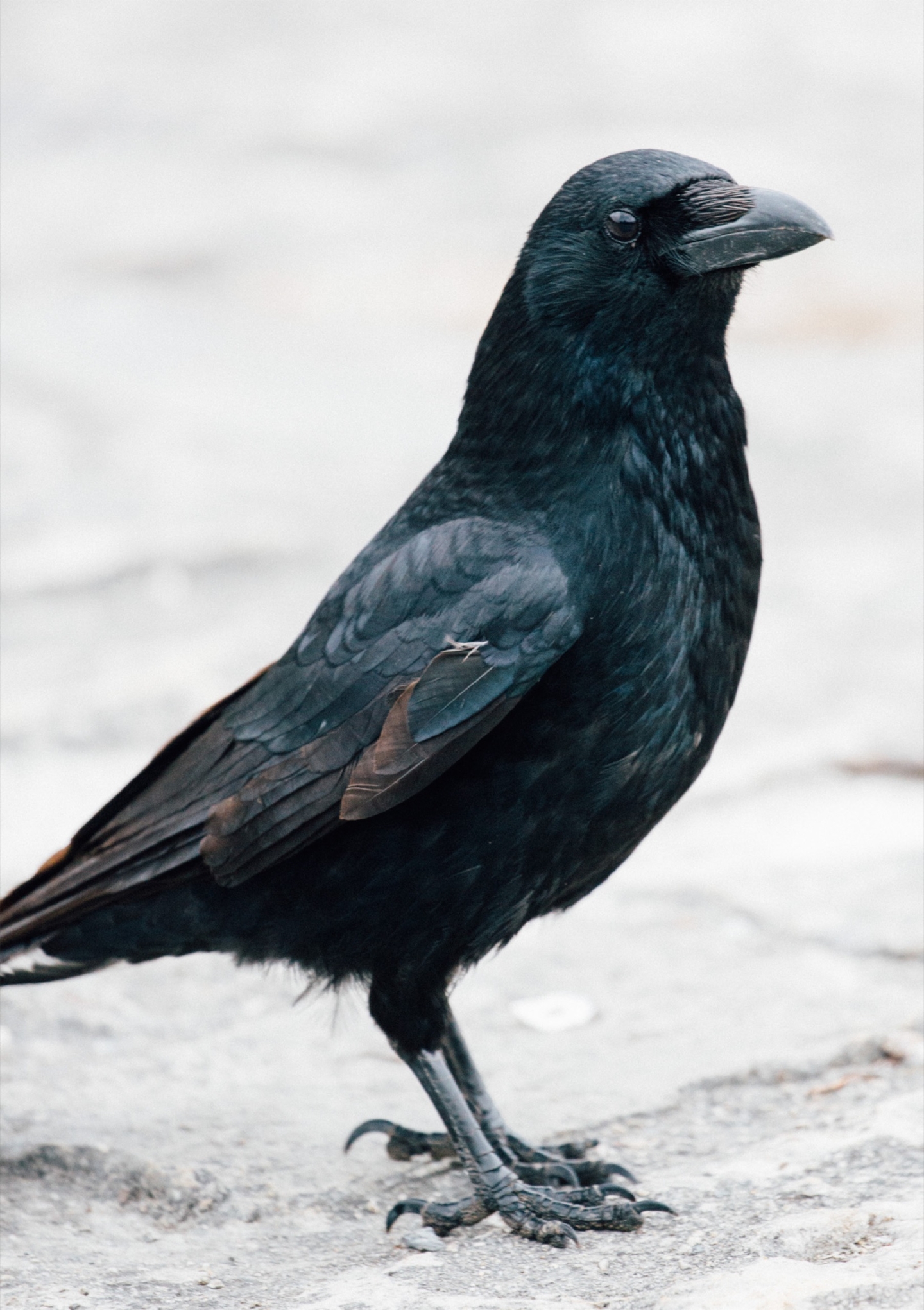Crows for Zeit Verbrechen