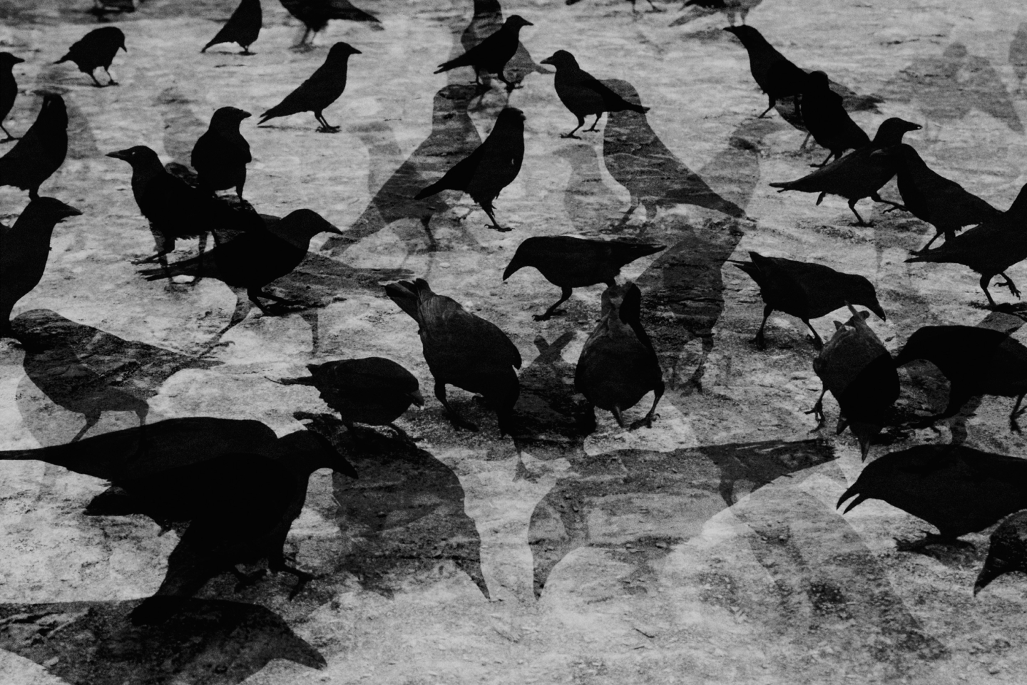 Crows for Zeit Verbrechen
