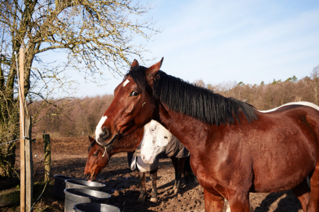 Fergus Padel - For the Love of Horses