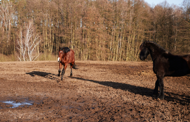 Fergus Padel - For the Love of Horses